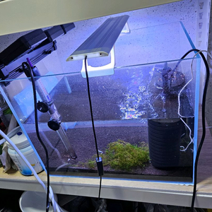 새우어항 세트 슈퍼화이트비