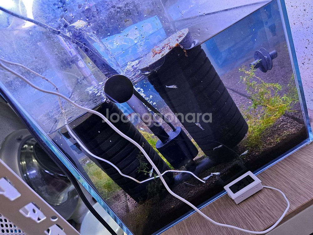 새우어항 세트 슈퍼화이트비--2