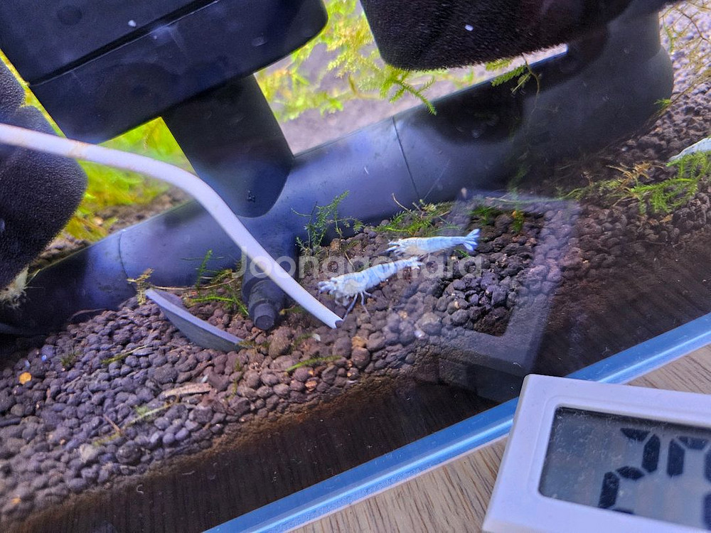 새우어항 세트 슈퍼화이트비--3