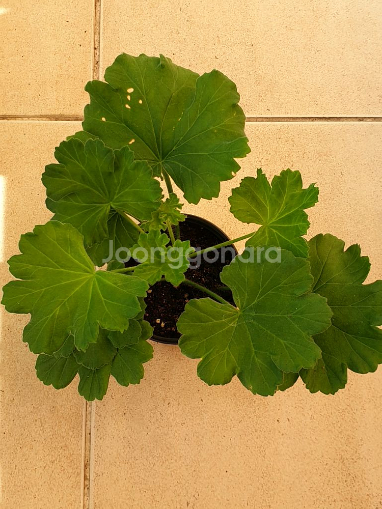 제라늄 카이로의 장미--0