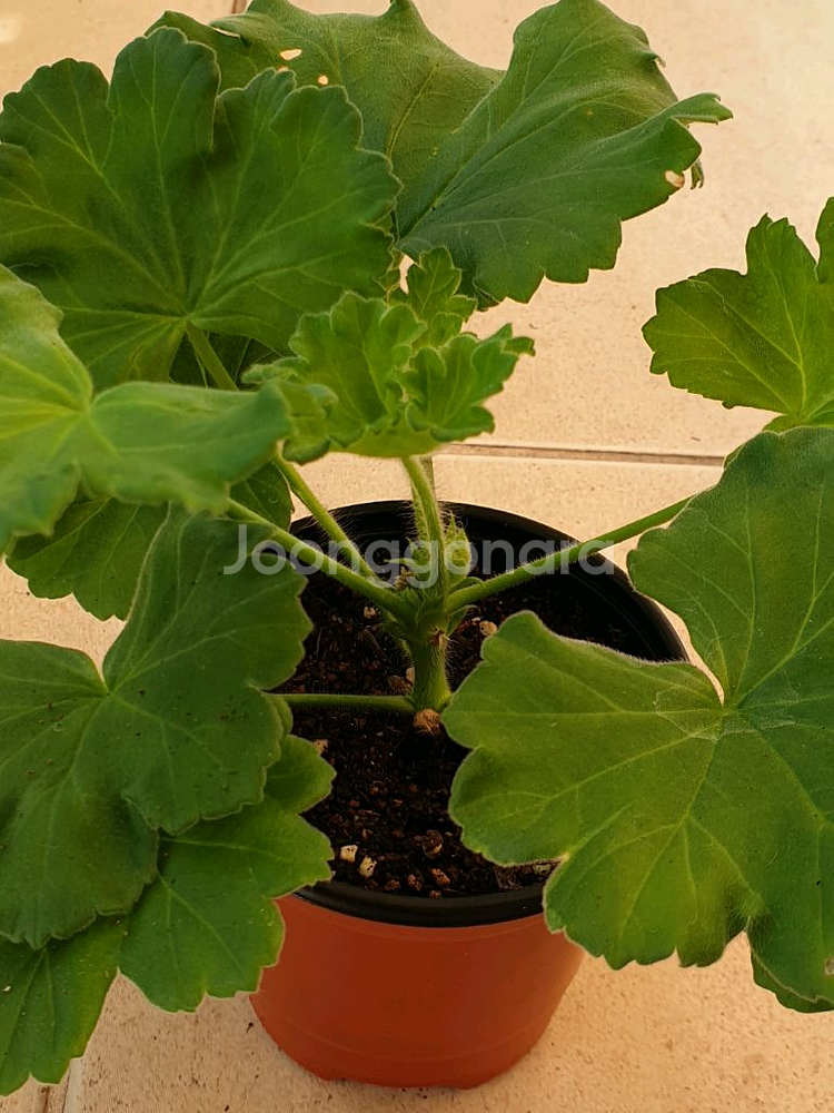 제라늄 카이로의 장미--1