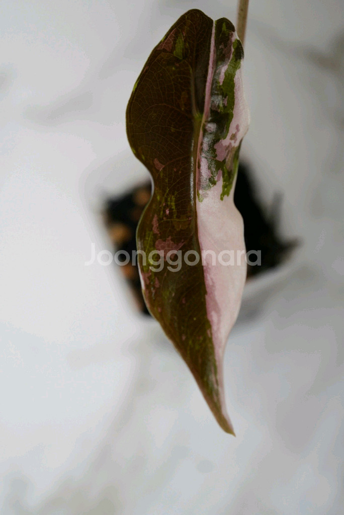 알로카시아 찬트리에 핑크 바리에가타--0