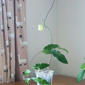 호야 삼만나니아나