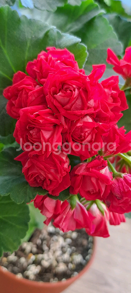 안나카레리나 러시아 제라늄 중품 분양 합니다--0