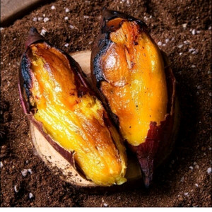 맛아남 25년 첫 수확 해남 베니하루카 꿀 밤고구마 특