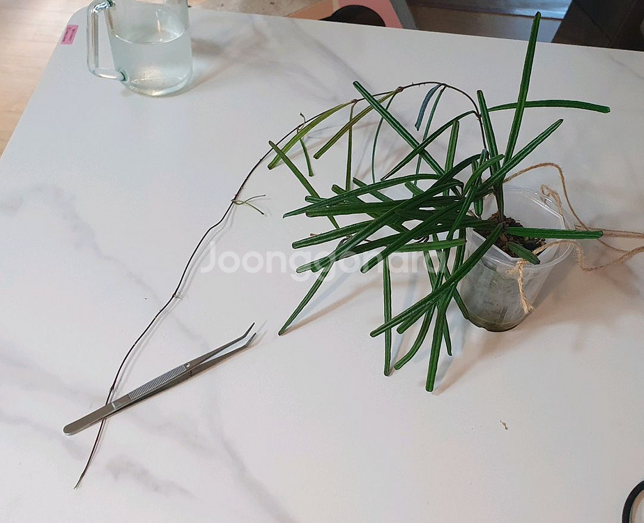 호야 인슐라리스--0