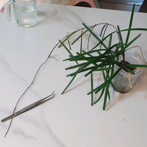 호야 인슐라리스