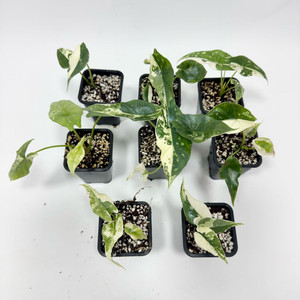 알로카시아 심포 화이트 바리에가타