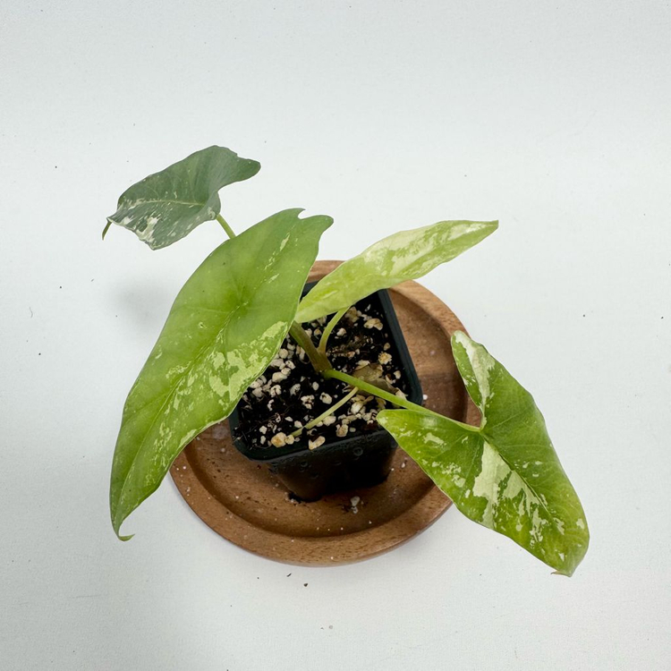 알로카시아 심포 화이트 바리에가타--1