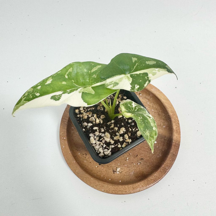 알로카시아 심포 화이트 바리에가타--7