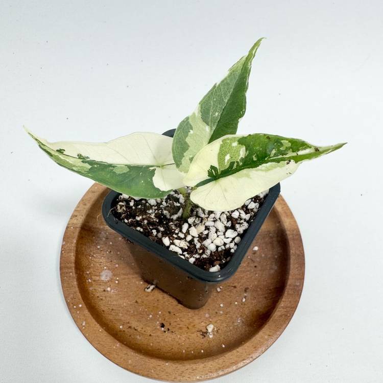 알로카시아 심포 화이트 바리에가타--3