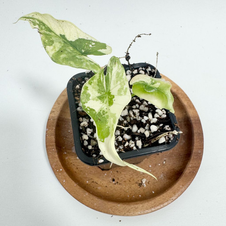 알로카시아 심포 화이트 바리에가타--2