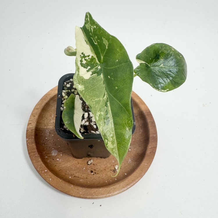 알로카시아 심포 화이트 바리에가타--5