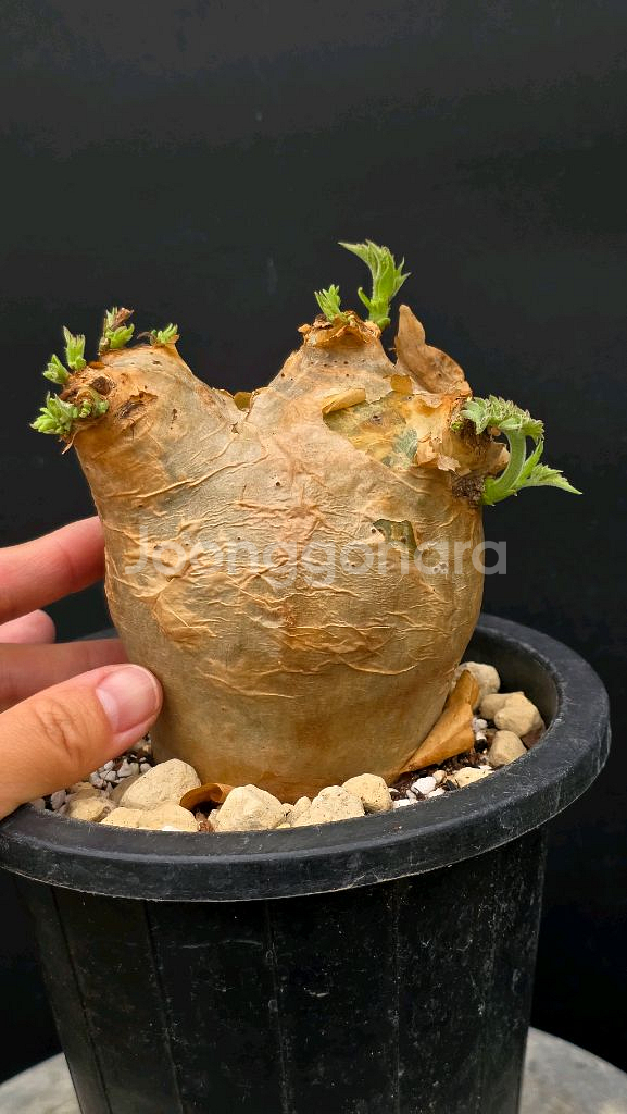 우터 특특특가 (아프리카식물/코덱스)--0