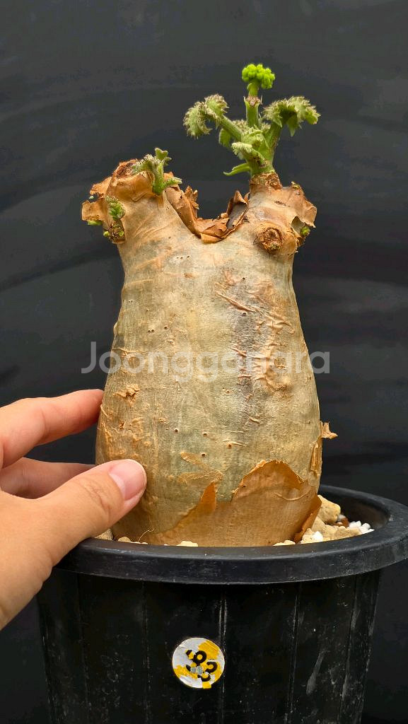 우터 특특특가 (아프리카식물/코덱스)--2