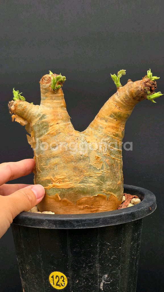 우터 특특특가 (아프리카식물/코덱스)--1