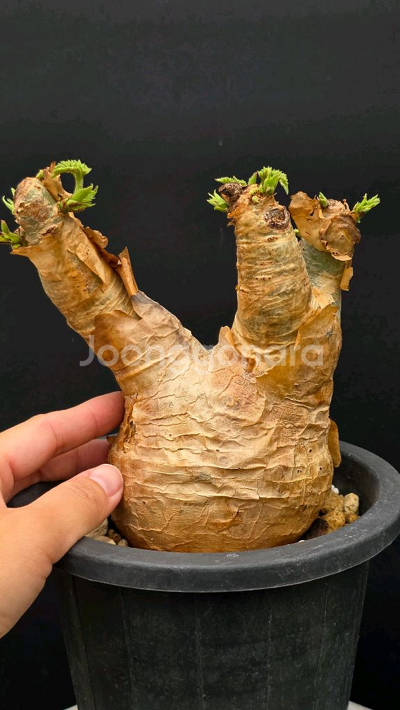 우터 특특특가 (아프리카식물/코덱스)--3