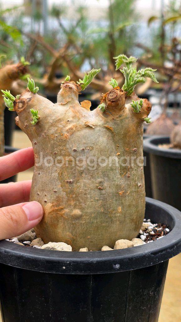 우터 특특특가 (아프리카식물/코덱스)--4