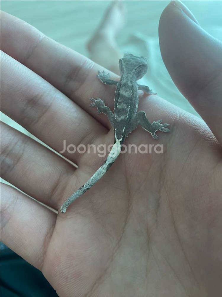 아잔틱 외 도마뱀 분양합니다--7
