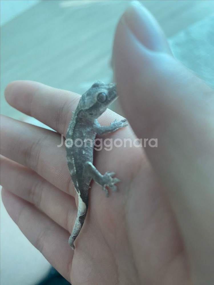아잔틱 외 도마뱀 분양합니다--6