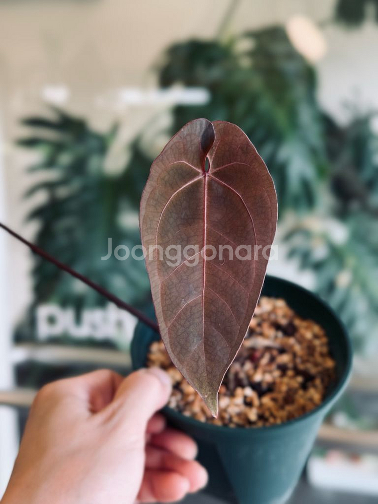 안스리움 에오스 다크폼 x 파필퍼플 clone--0