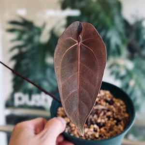 안스리움 에오스 다크폼 x 파필퍼플 clone