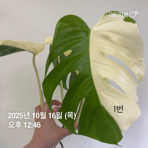 몬스테라 알보