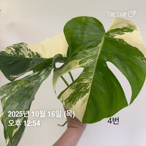 몬스테라 알보