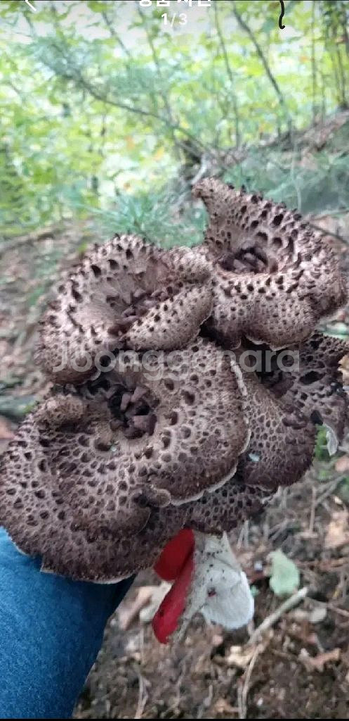 강원도 양양 가리왕산 야생 국산 냉동 능이버섯--1