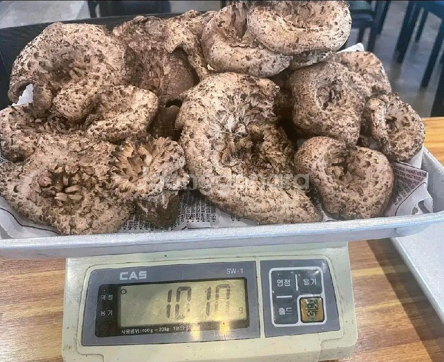 강원도 양양 가리왕산 야생 국산 냉동 능이버섯--0