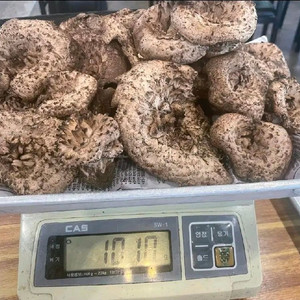 강원도 양양 가리왕산 야생 국산 냉동 능이버섯