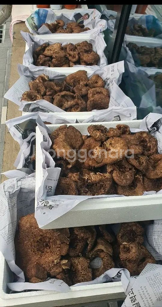 강원도 양양 가리왕산 야생 국산 냉동 능이버섯--2