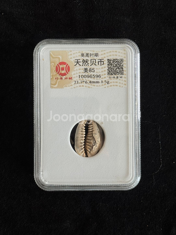 [골동품/화폐] 고대 상주시대 천연 패화 그레이딩--0