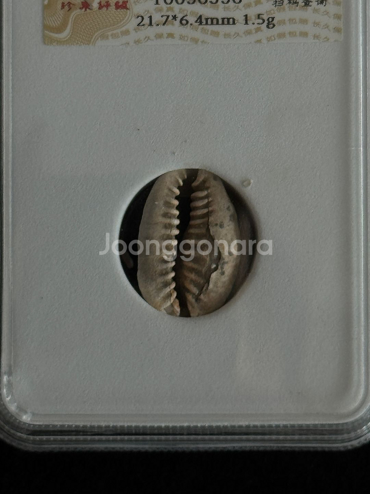 [골동품/화폐] 고대 상주시대 천연 패화 그레이딩--1