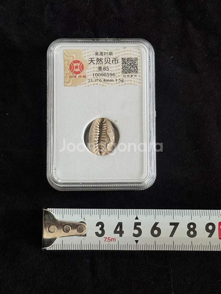 [골동품/화폐] 고대 상주시대 천연 패화 그레이딩--3