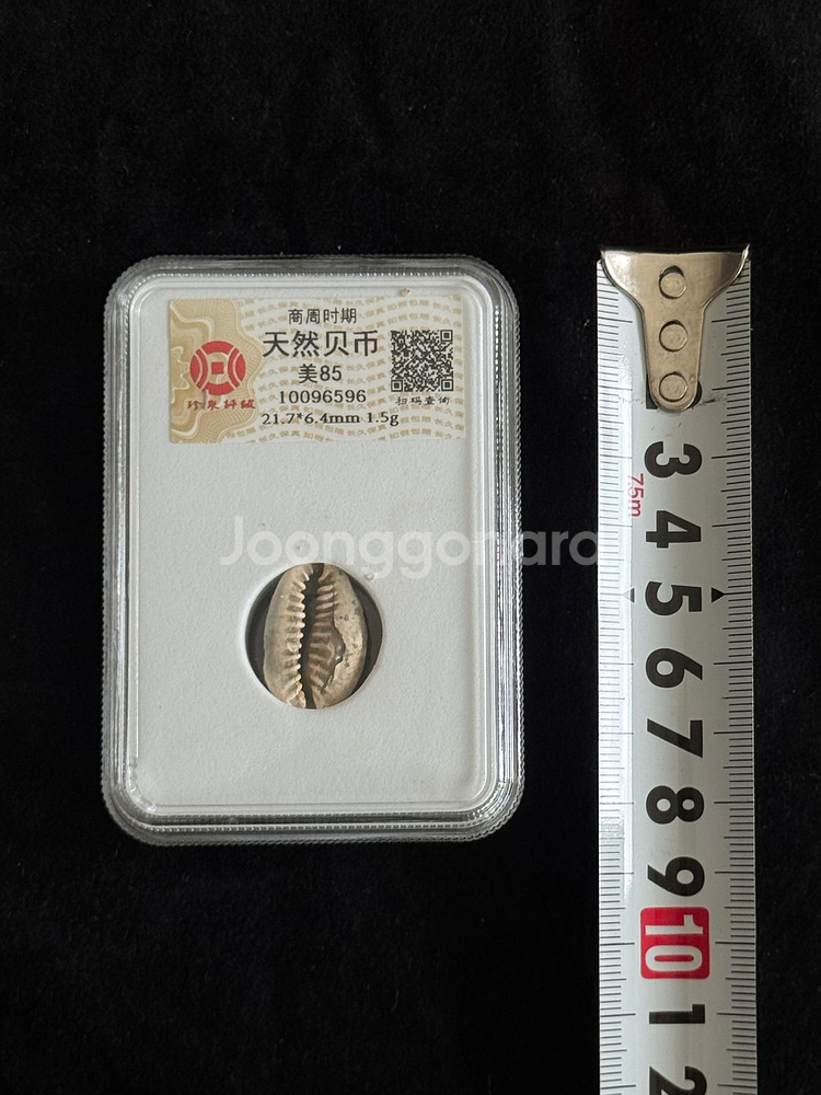 [골동품/화폐] 고대 상주시대 천연 패화 그레이딩--6