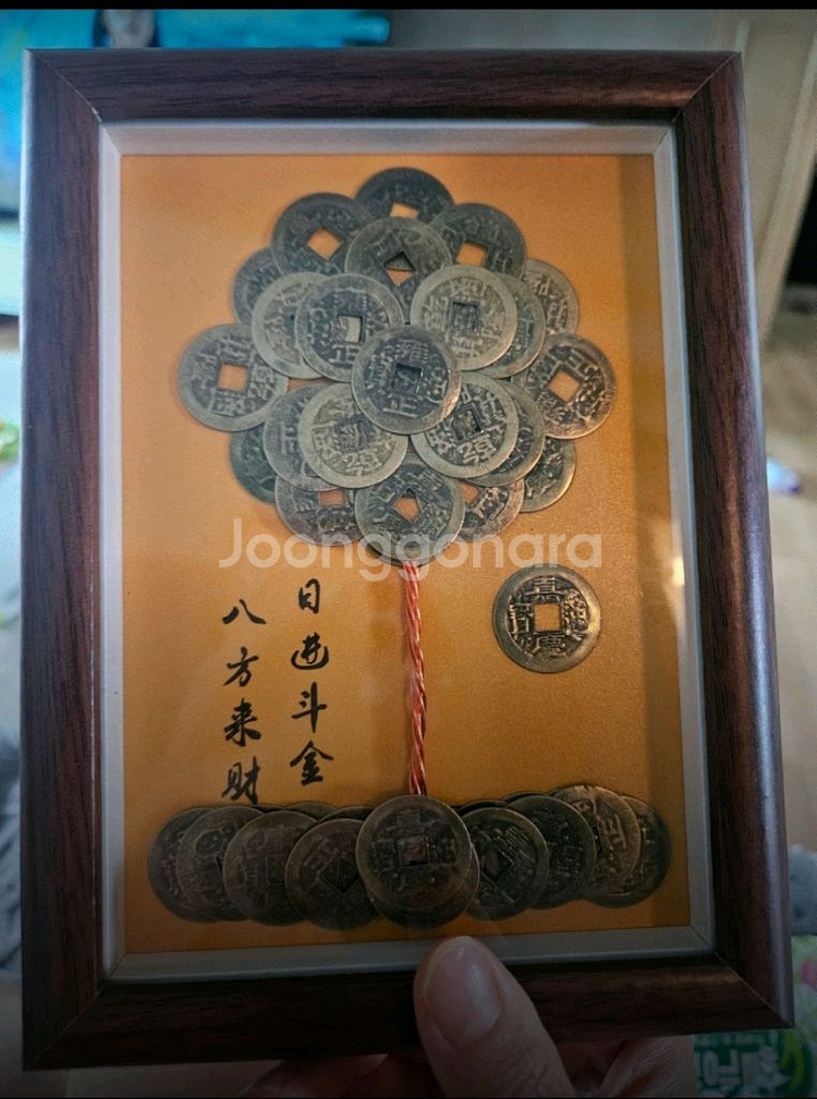 금전운 돈나무--0