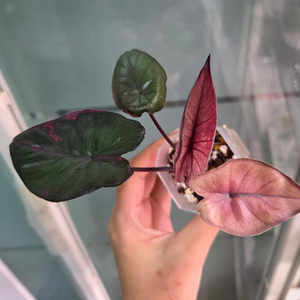 알로카시아 세렌디피티 바리에가타