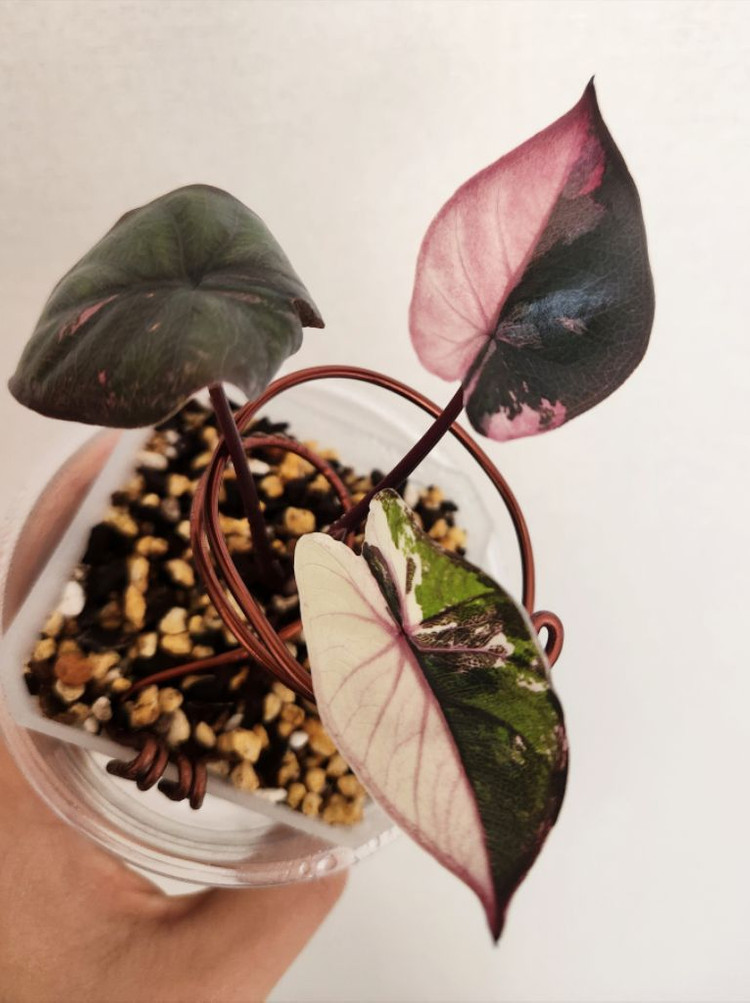 알로카시아 세렌디피티 바리에가타--2