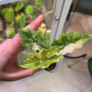 알로카시아 미스틱 바리에가타 판매