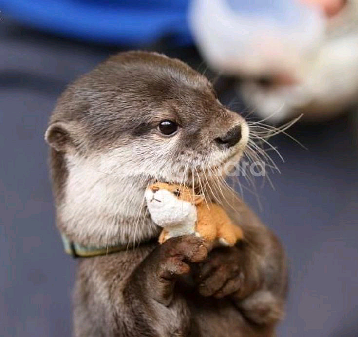 +.* 몽글한 마린 : 아기 수달 아기 물개 희귀 인형--4
