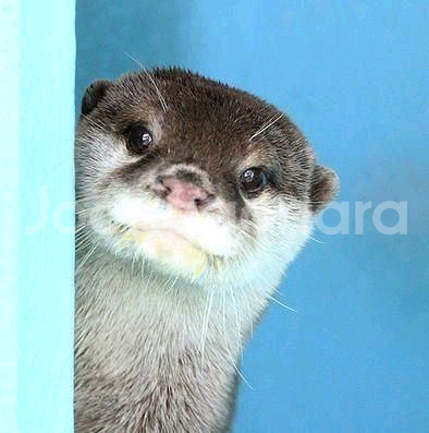 +.* 몽글한 마린 : 아기 수달 아기 물개 희귀 인형--1