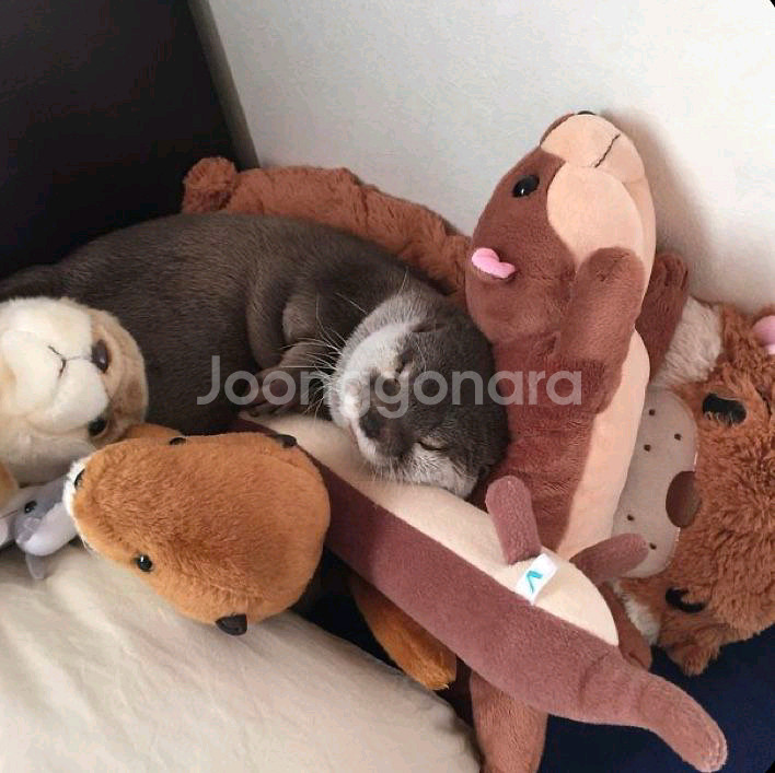 +.* 몽글한 마린 : 아기 수달 아기 물개 희귀 인형--5