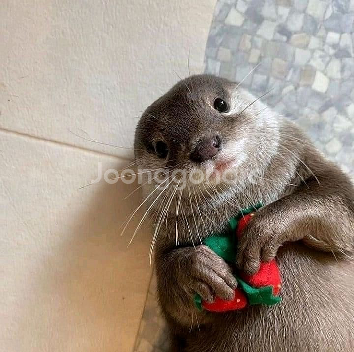 +.* 몽글한 마린 : 아기 수달 아기 물개 희귀 인형--8