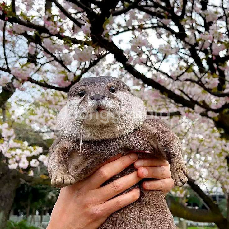 +.* 몽글한 마린 : 아기 수달 아기 물개 희귀 인형--9