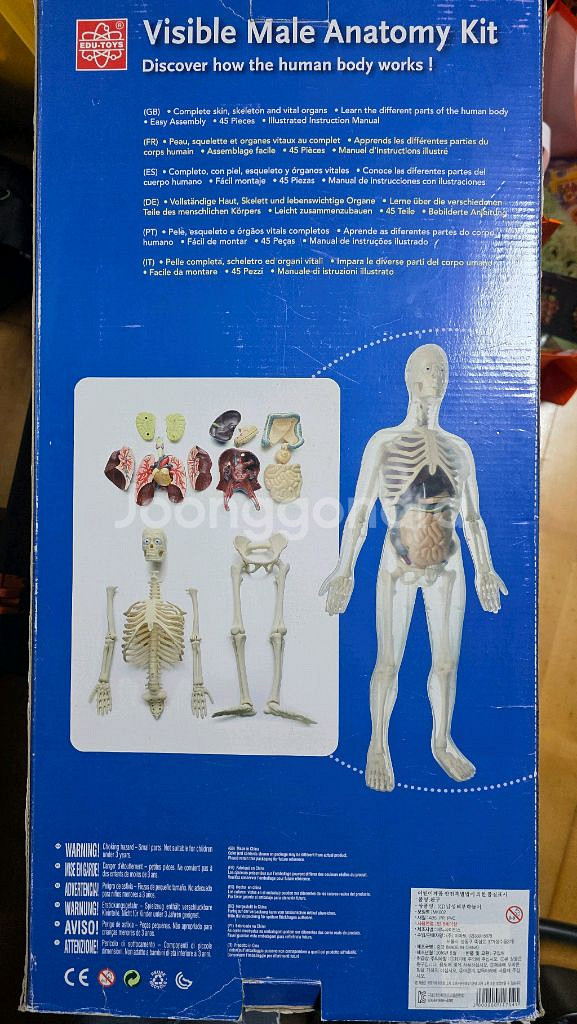 Edu Toys Visible Male Anatomy--1