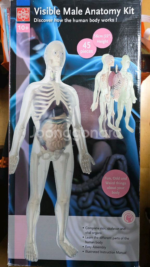 Edu Toys Visible Male Anatomy--0