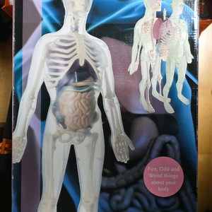 Edu Toys Visible Male Anatomy