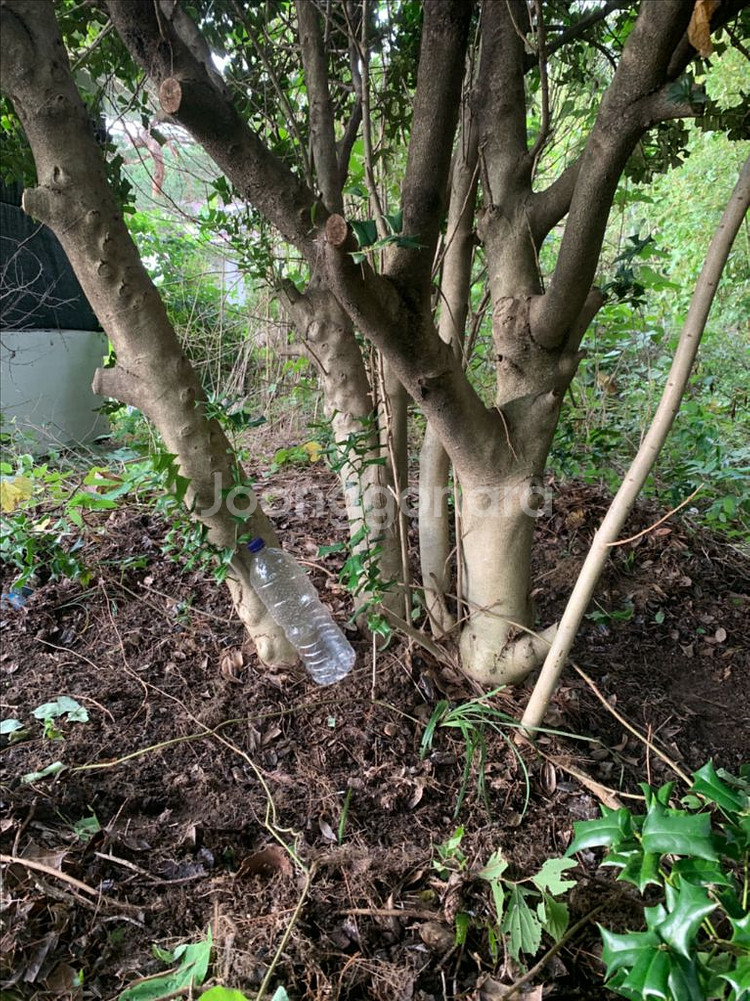 다간형 호랑가시나무--0