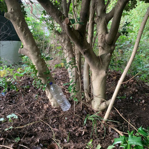 다간형 호랑가시나무